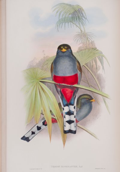 Trogon Roseigaster, plate from The Birds of Great Britain by John Gould by John Gould